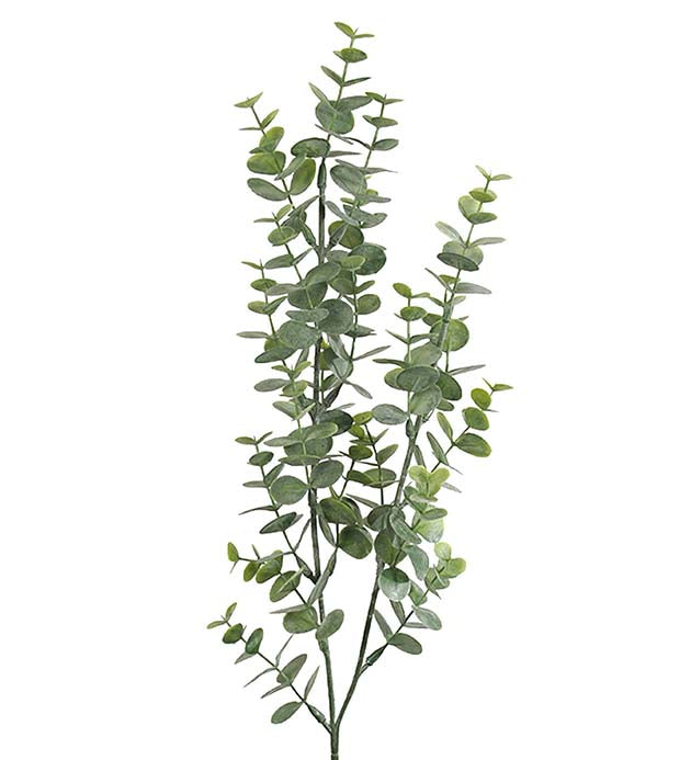 Eucalyptus Mr Plant 74cm